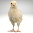 CHICKS