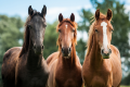 EQUINE HEALTH