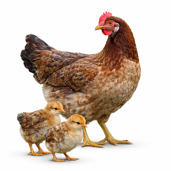 Starlight Green Egger Chicks